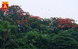 Ngắm đảo cò Hưng Yên mùa phượng vỹ